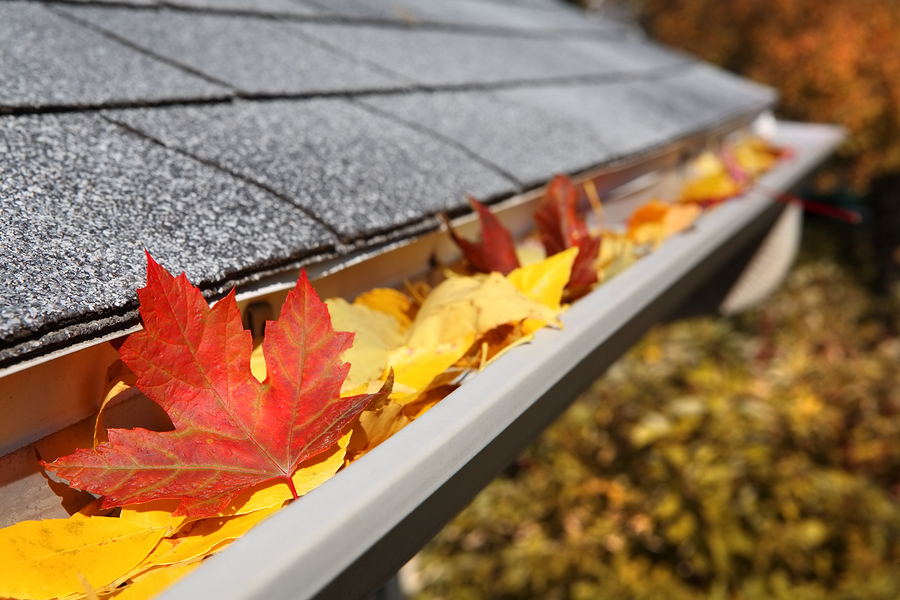 Fall Gutter Cleaning Special